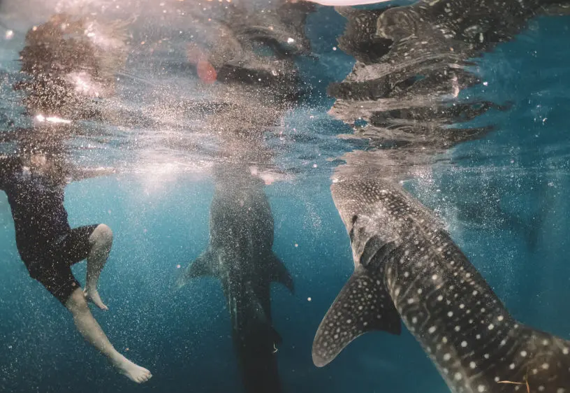 Swimming alongside Majestic Whale Sharks in Oslob, Cebu