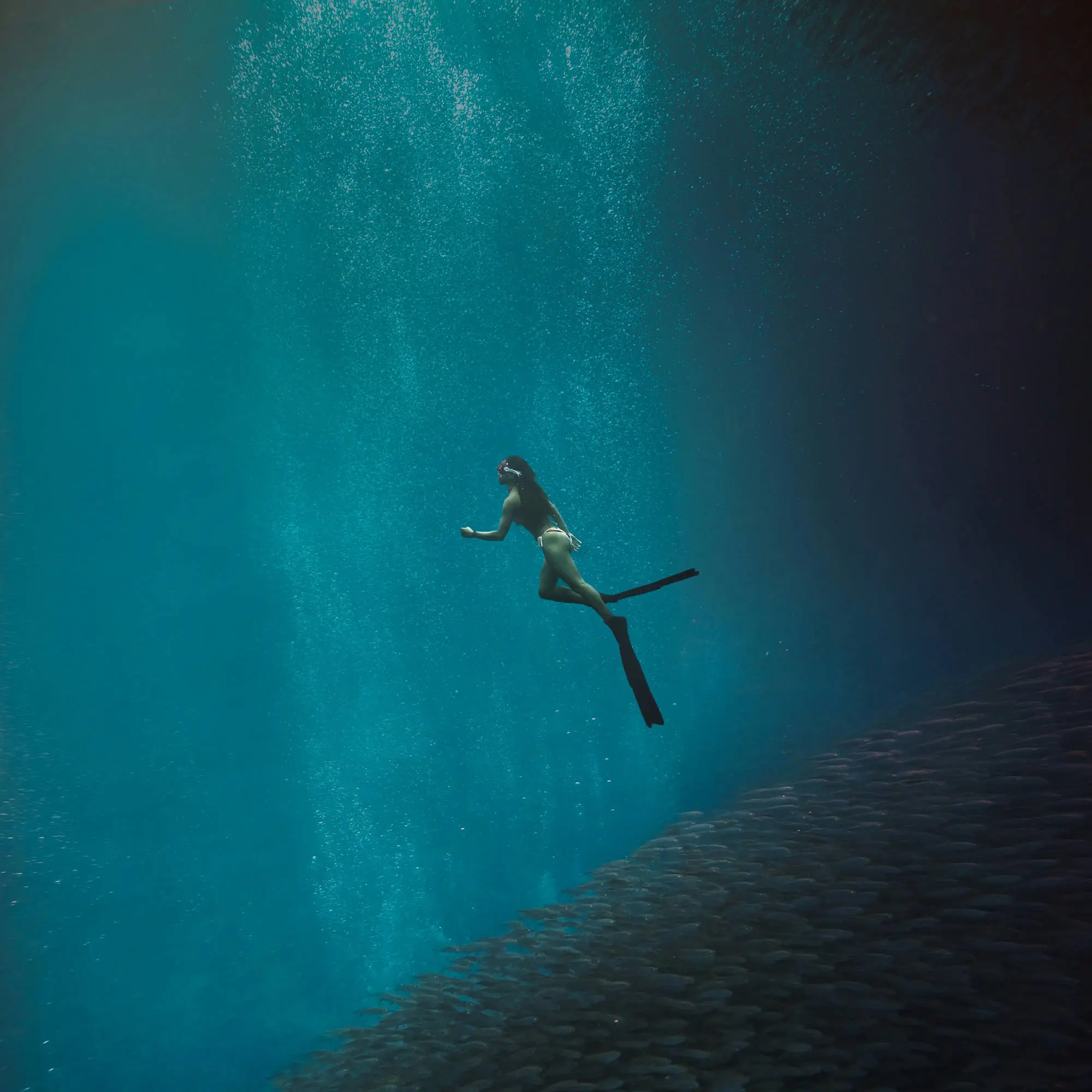 Snorkel alongside a mesmerizing sea of sardines in Moalboal.