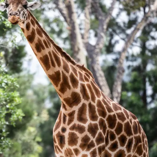 Observe playful Giraffes at Cebu Safari Carmen, Cebu