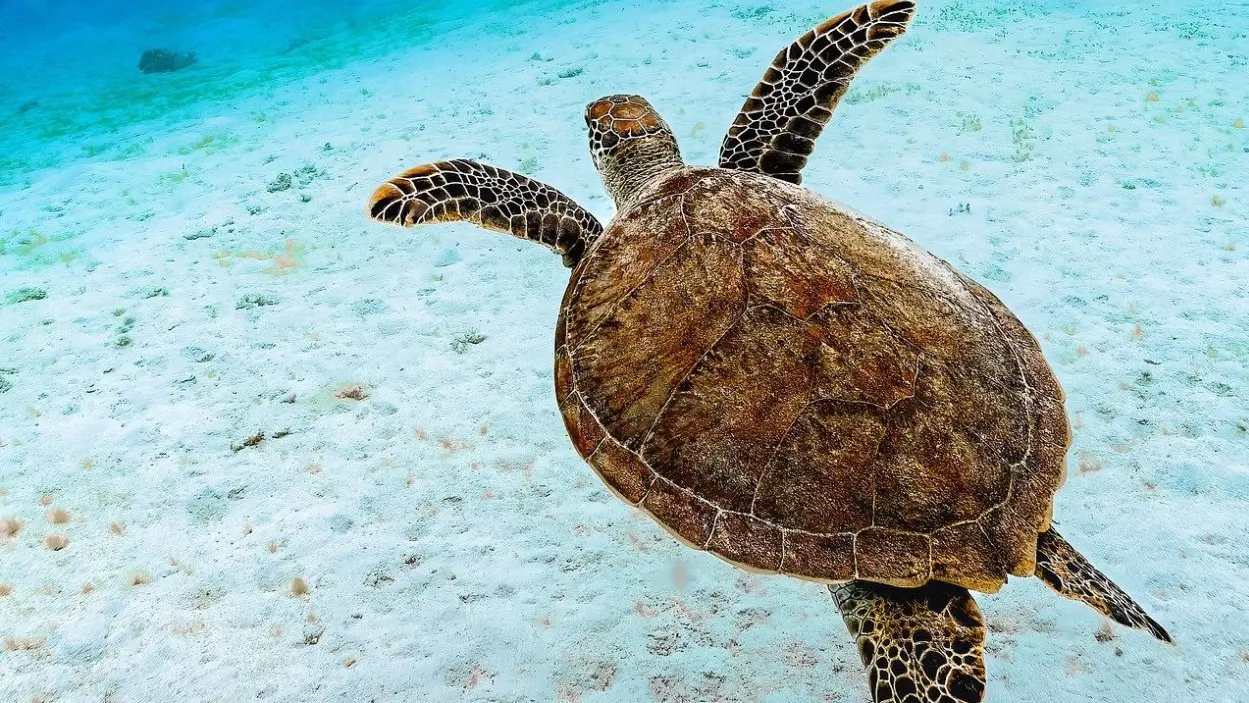 Majestic sea turtles in Moalboal, Cebu