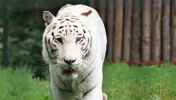 Majestic White Tiger in Cebu Safari Carmen, Cebu