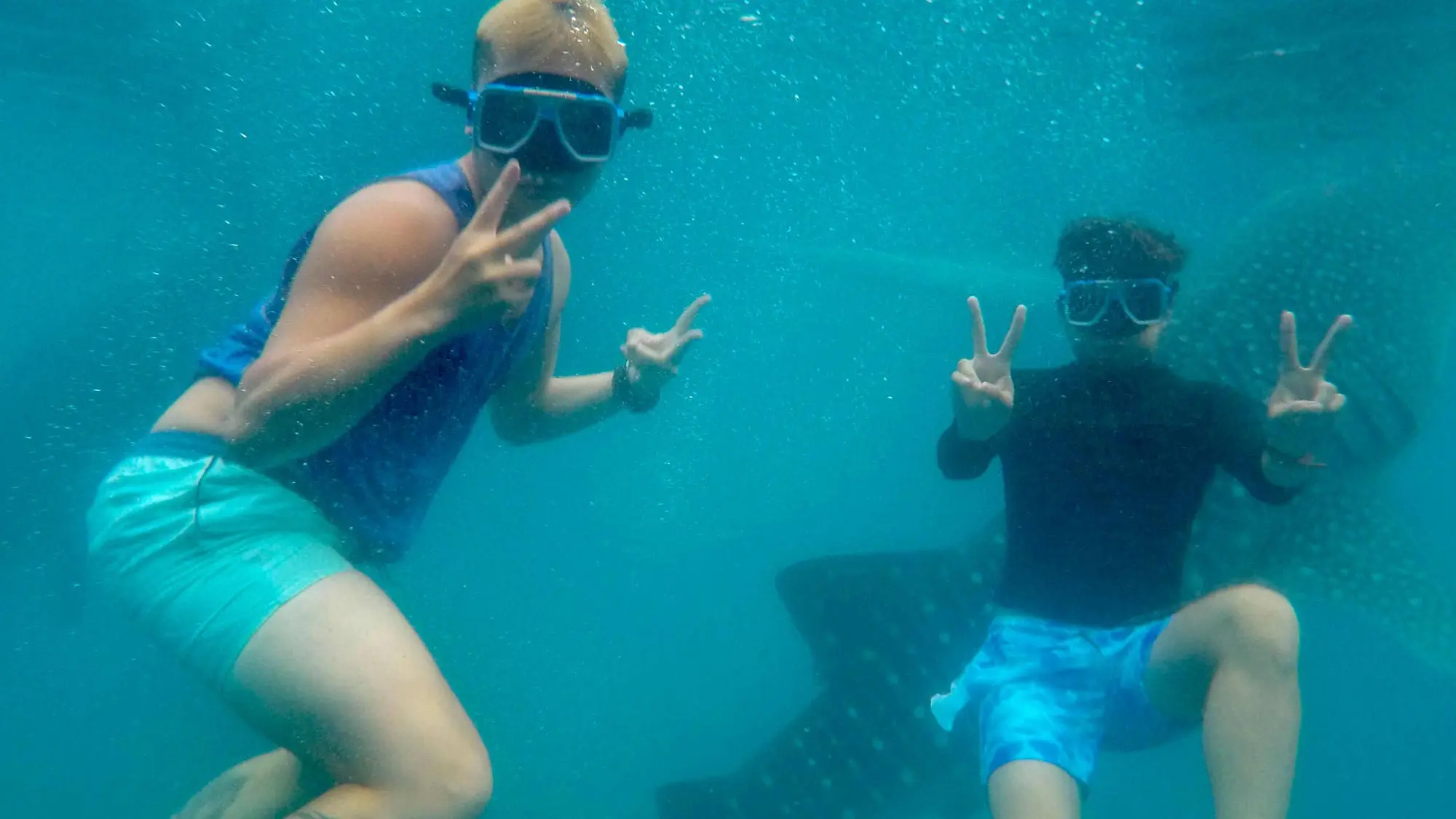 Experience the thrill of swimming with whale sharks in Oslob.